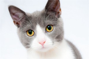 孕妇梦见猫是什么意思？