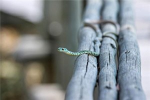 孕妇梦到蛇生男孩准吗周公解梦