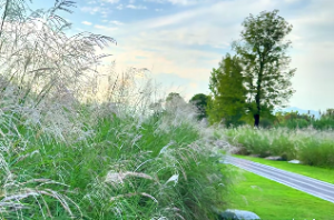 富饶为优先的类型