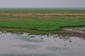 桑拓木命和桑拓木命配吗
