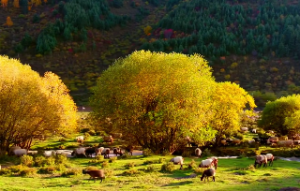  海中金命怎么才能旺