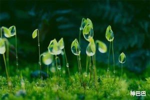 白露节气的气候特点是什么