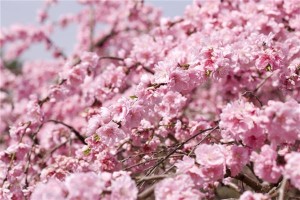 孕妇梦见桃花是什么意思？