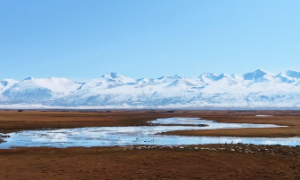 女命配偶星是什么