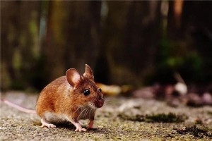 属鼠者性格