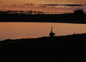 越老越年轻的八字