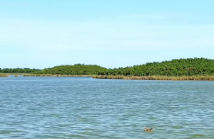 钗钏金命的人五行中缺什么