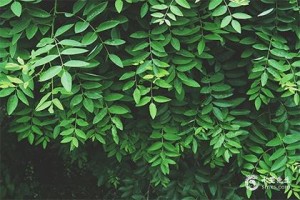 从驱疫禳灾到纪念屈原的双重脉络