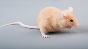 做梦梦到大老鼠被我打死了什么意思