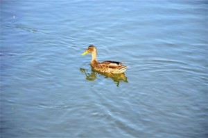 孕妇梦见鸭子是什么意思？