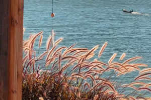 紫微斗数看财运极佳的人