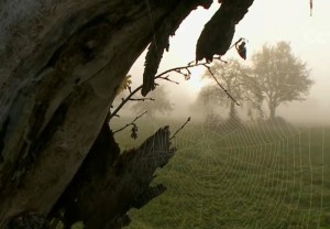 八字纯阴纯阳是什么意思