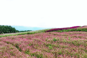 白蜡金忌什么命