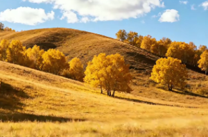 大胆且有行动力的类型