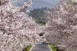 天上火命属羊人好吗
