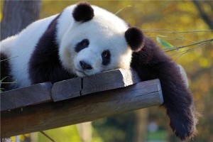 梦见熊猫是什么预兆周公解梦