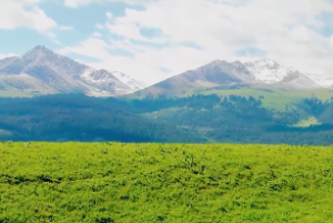 风泽中孚卦求感情 白话解释