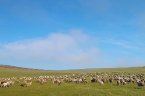 三月出生的女人好吗