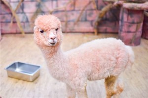 梦见羊驼是什么预兆 女性解梦