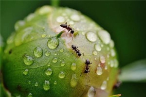 女人梦见蚂蚁爬上身驱赶蚂蚁是预示什么