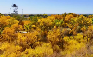 太阴火是什么意思
