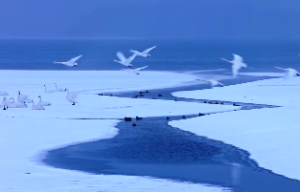 天干地支一气格