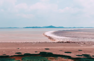 大林木命的最佳配偶