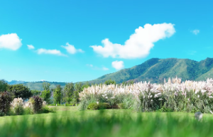  白蜡金是什么命运