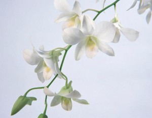家居风水桃花位