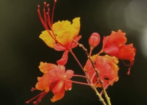 合婚结果不好,怎么办?