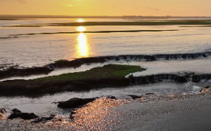  桑拓木命可以做水的生意吗