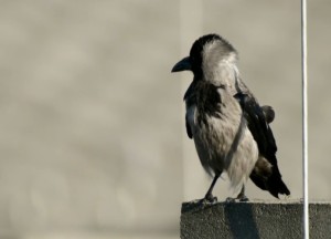 八字命理学:十神之七杀有哪些格局?