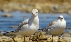 合婚合八字有什么注意事项