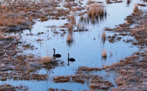 女孩沙中金命是什么意思