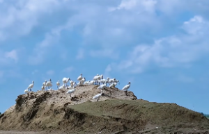 桑拓木命一生的命运