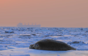  妻妾宫纹路图解