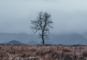 易经巽为风卦详解