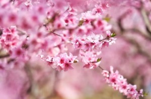 男命带桃花煞最终结果