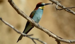 八字看生子女时间