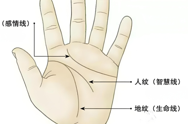 智慧线接近感情线的手相