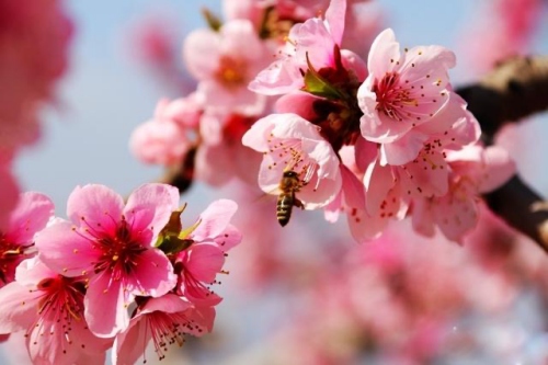 斩了桃花一般多久可以断 斩了桃花一般多久可以断