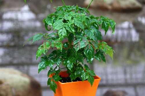 幸福树放院子哪里最好 幸福树放院子哪里最好