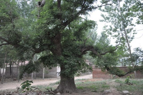 门前种什么树风水好又旺财