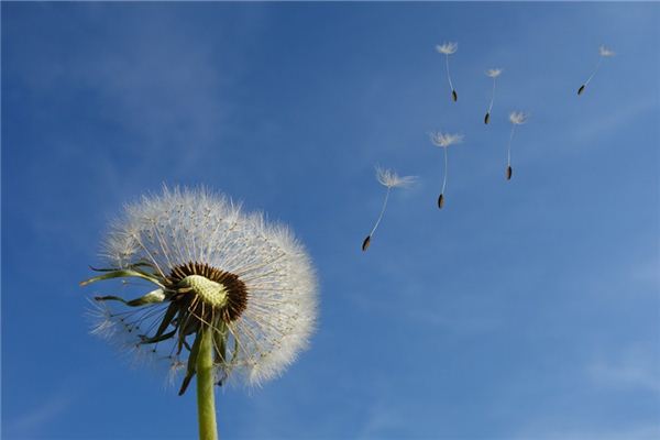 梦见西风是什么意思 梦见西风是什么意思